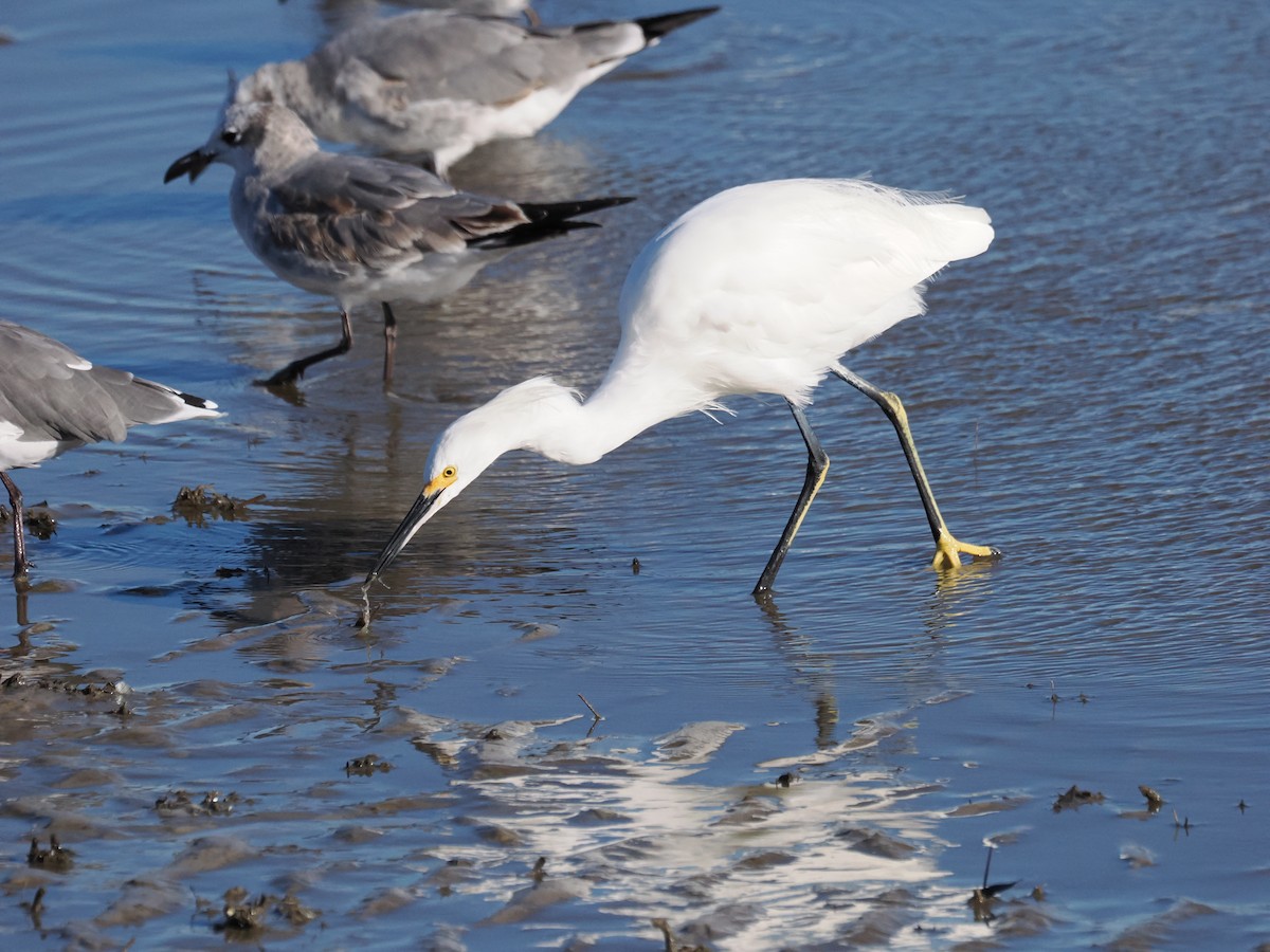 ユキコサギ - ML644641212