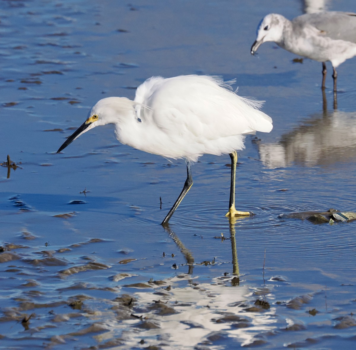 ユキコサギ - ML644641214