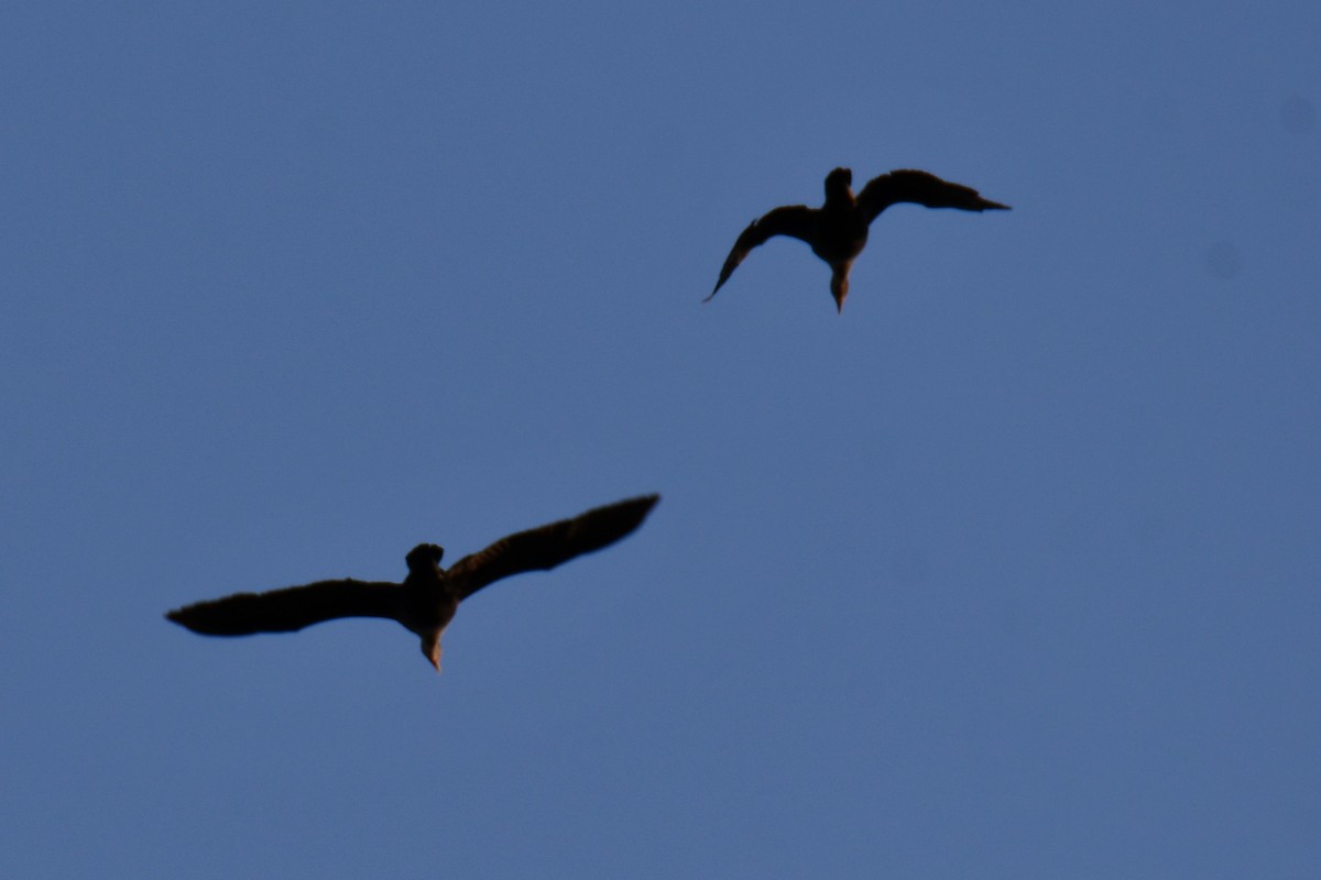 ミミヒメウ - ML644641216