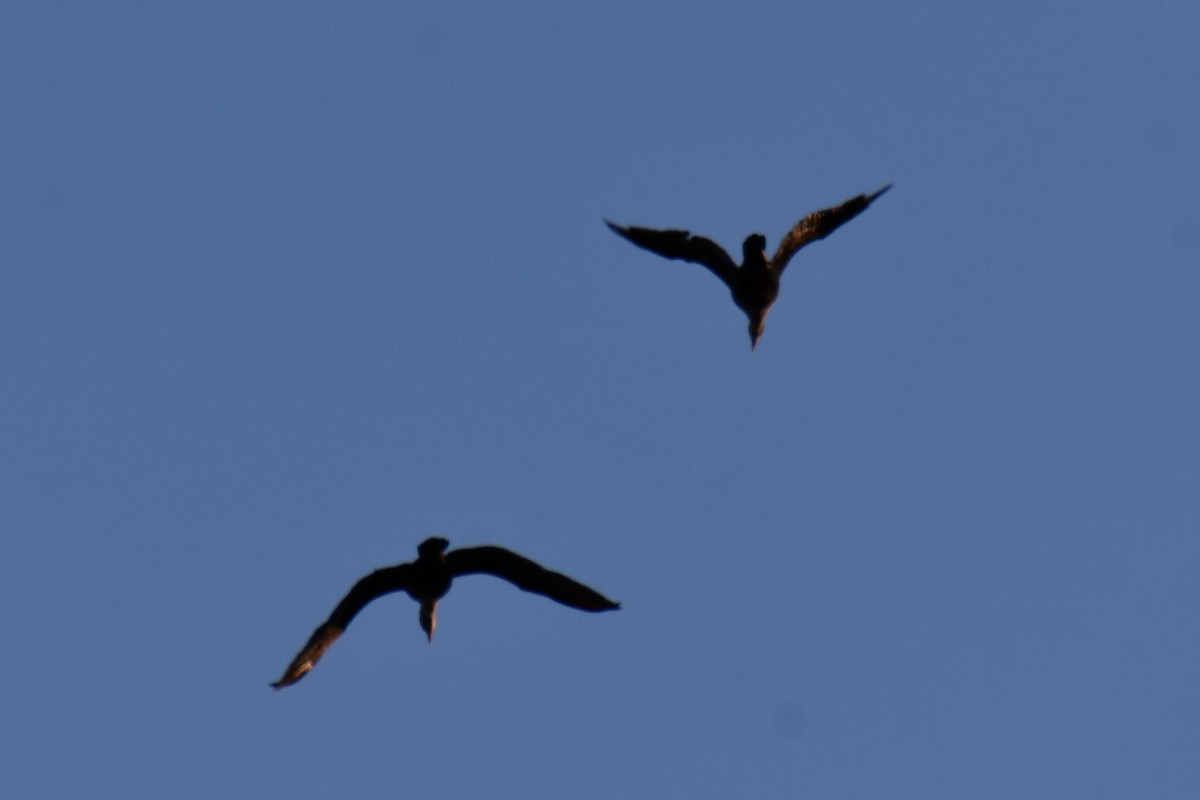 ミミヒメウ - ML644641217