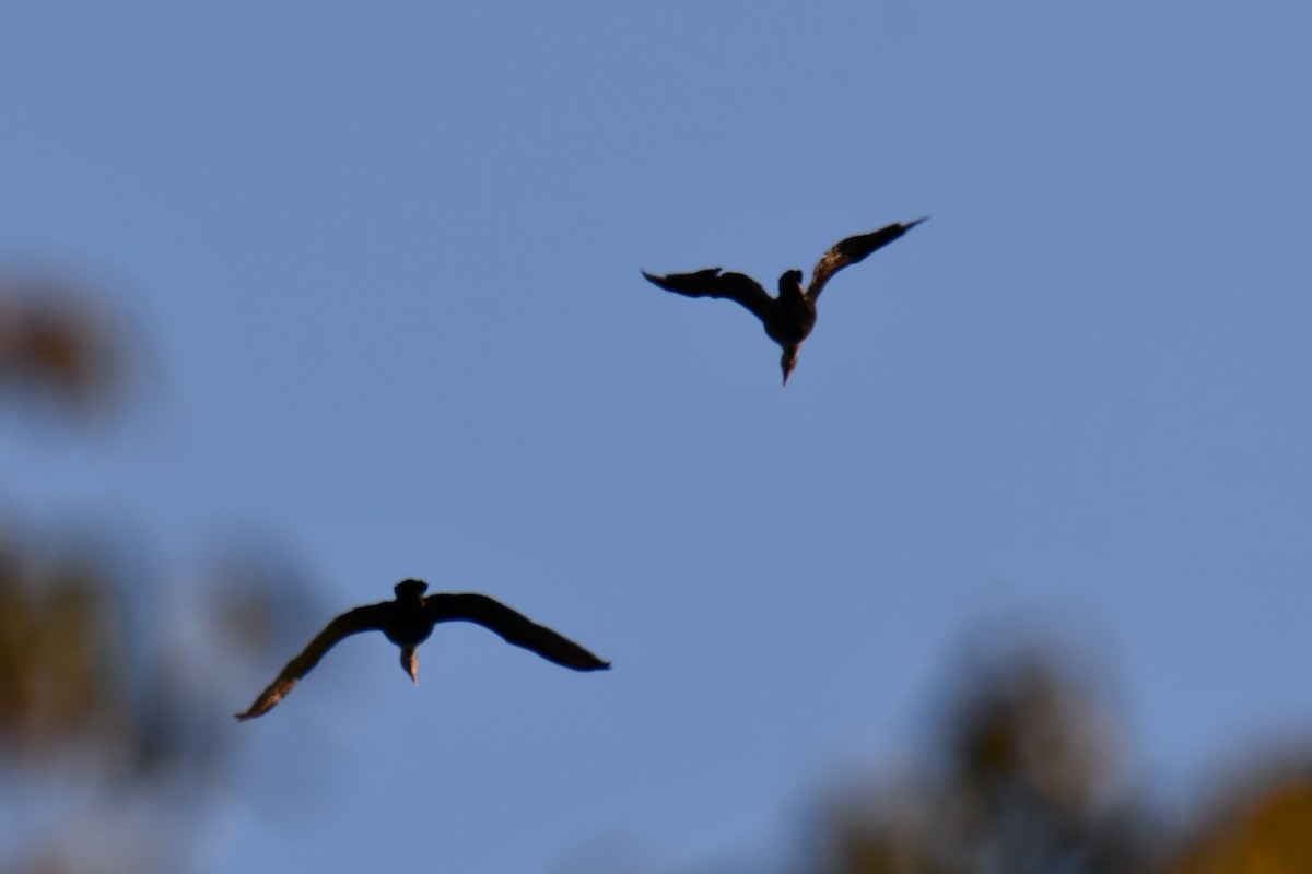 ミミヒメウ - ML644641219