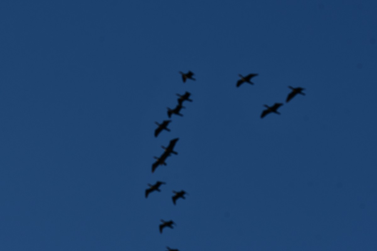 ミミヒメウ - ML644641221