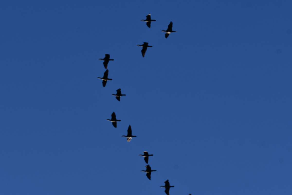 ミミヒメウ - ML644641222