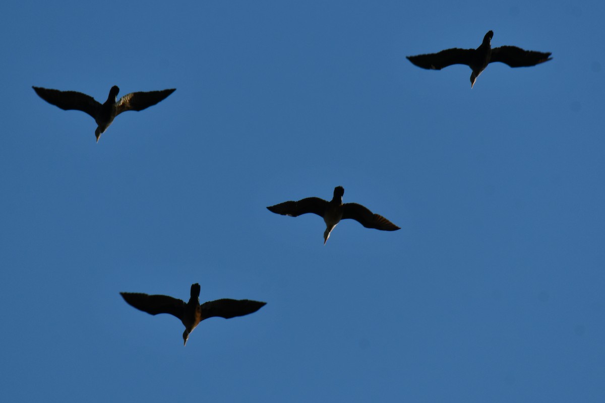 ミミヒメウ - ML644641223