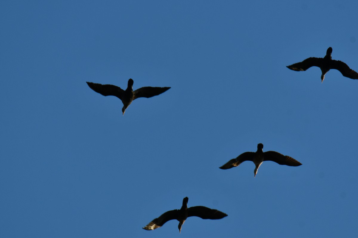 ミミヒメウ - ML644641224