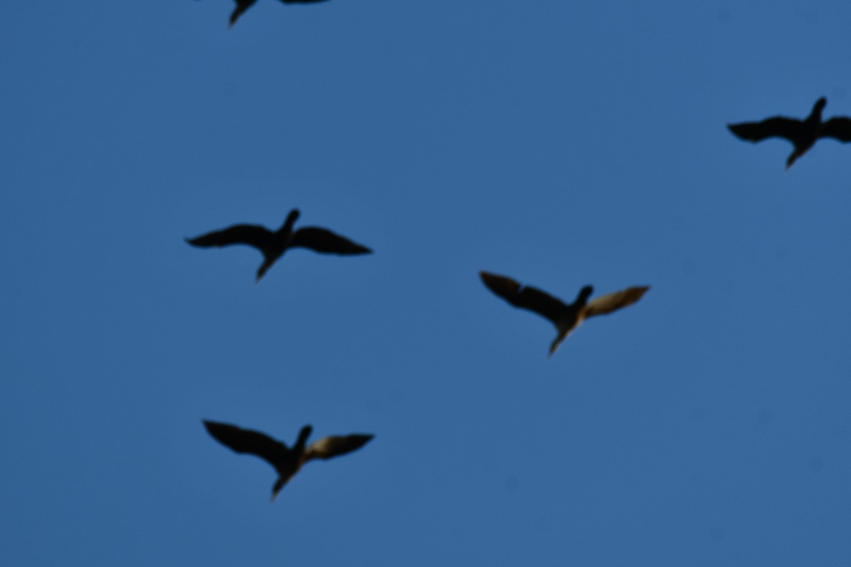 ミミヒメウ - ML644641225