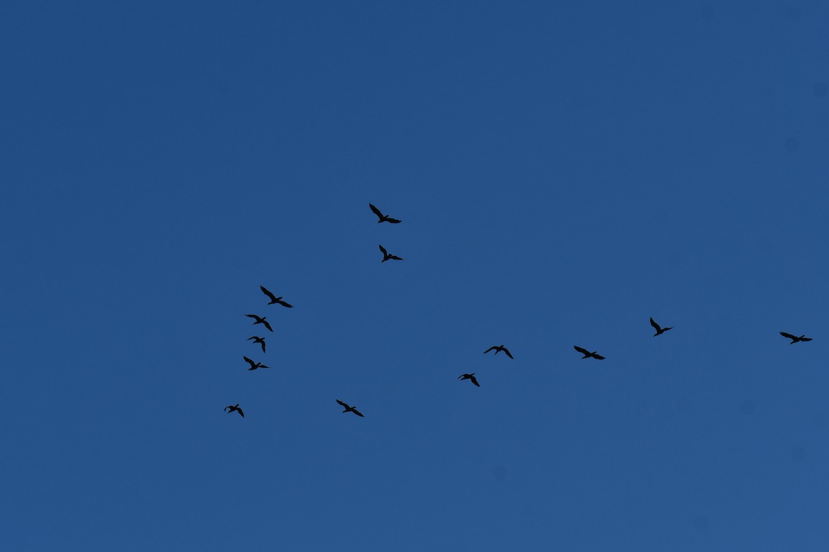 ミミヒメウ - ML644641226