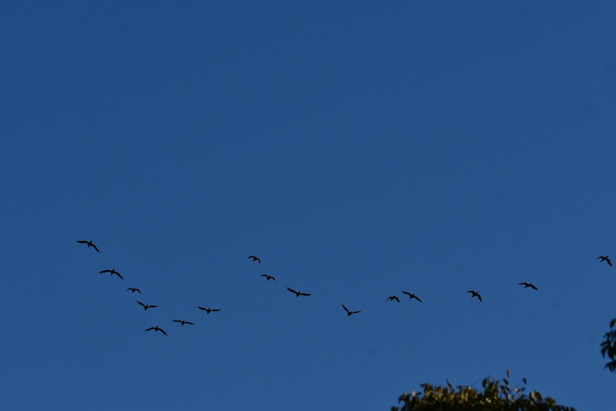 ミミヒメウ - ML644641228