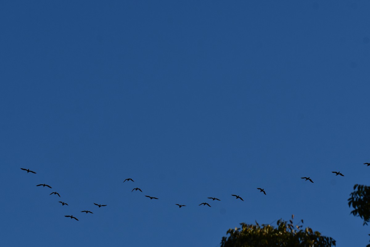 ミミヒメウ - ML644641229