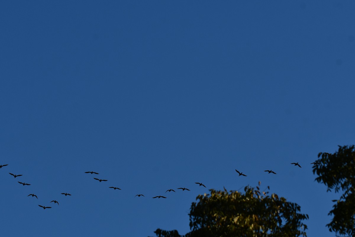 ミミヒメウ - ML644641230