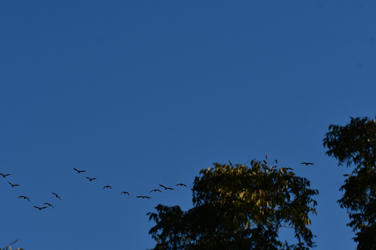 ミミヒメウ - ML644641231