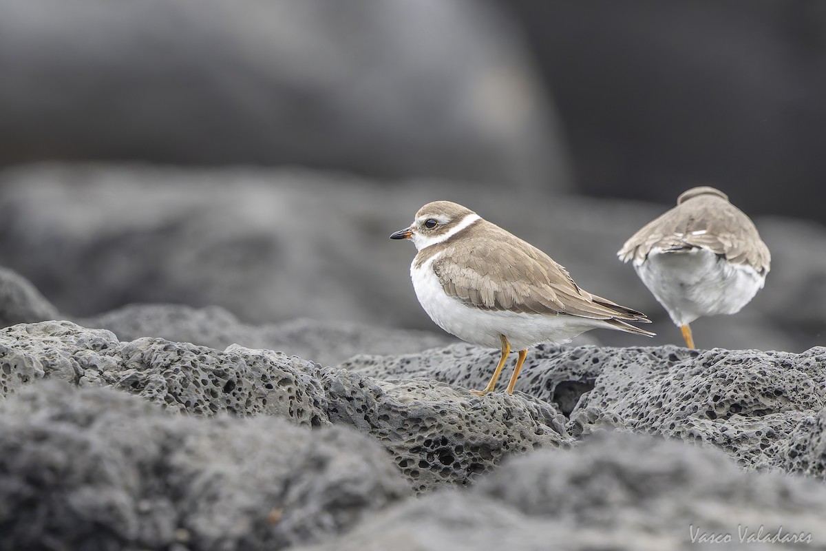 ミズカキチドリ - ML644641233