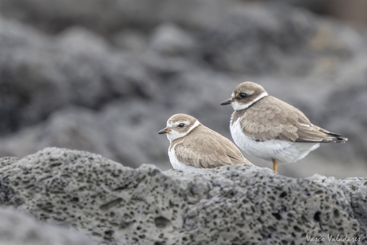 ミズカキチドリ - ML644641234