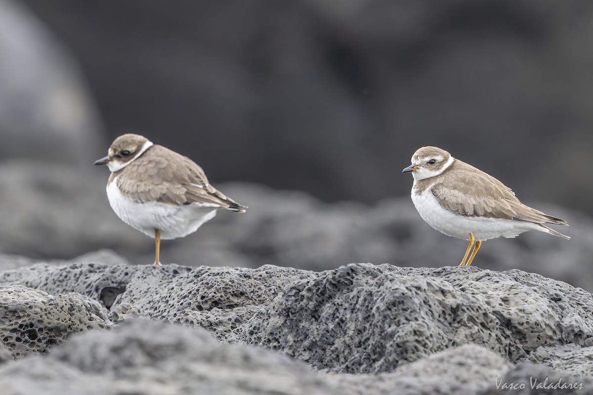 ミズカキチドリ - ML644641235