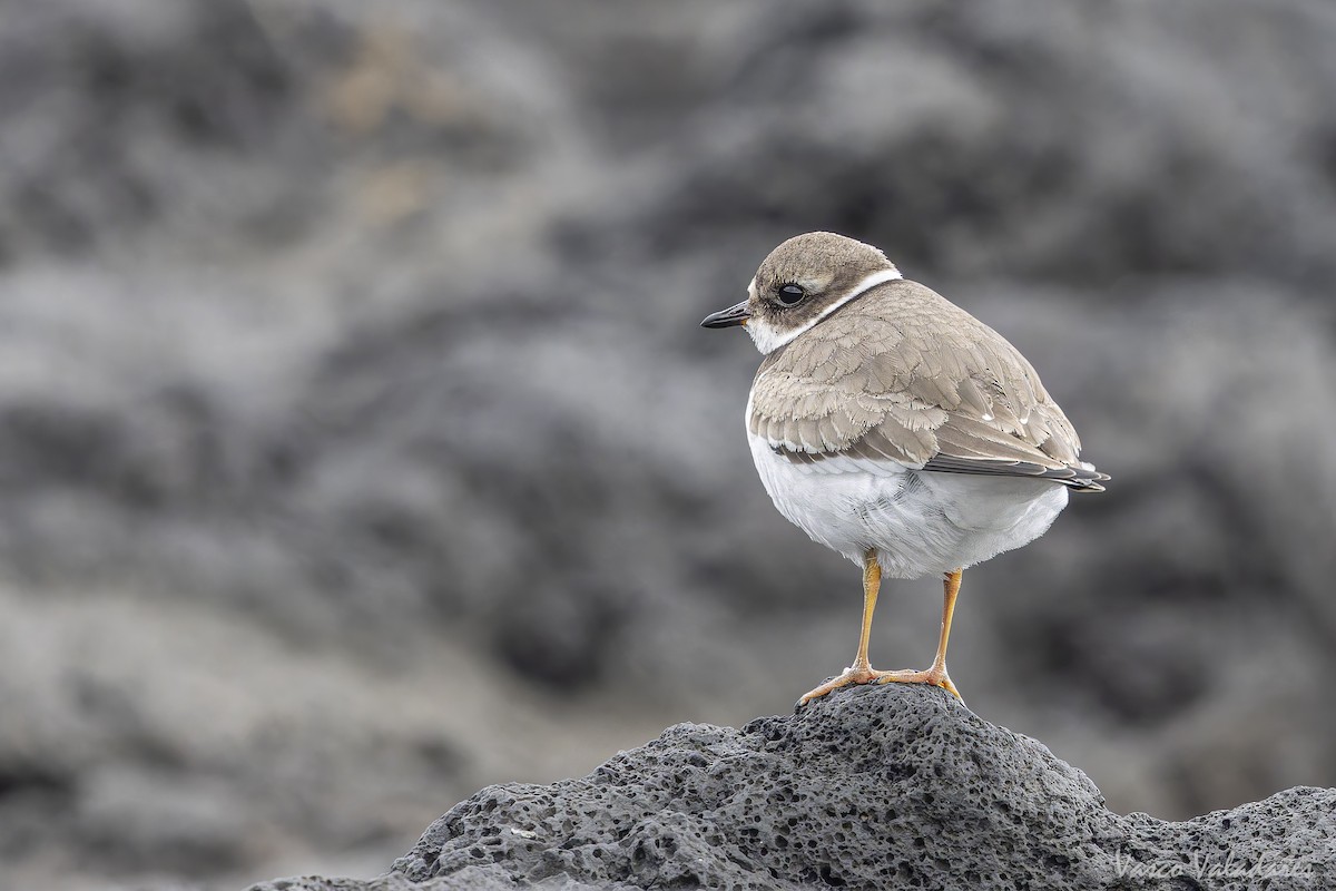 ミズカキチドリ - ML644641236