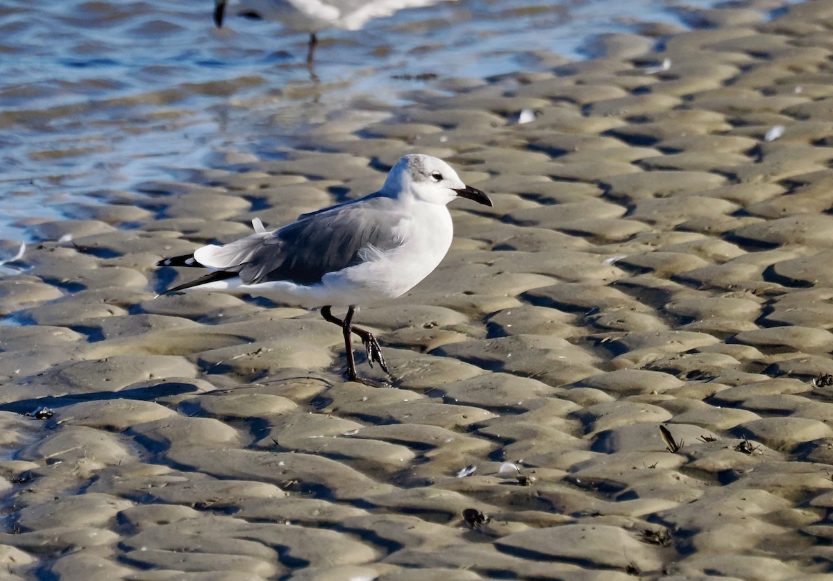 ワライカモメ - ML644641237