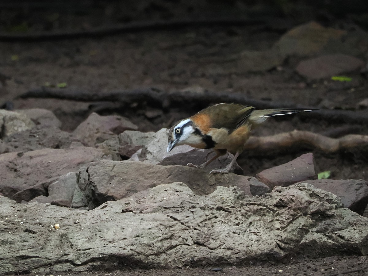 ヒメクビワガビチョウ - ML644641239