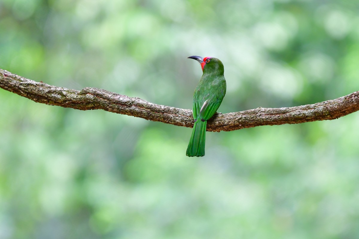 Red-bearded Bee-eater - ML644641279