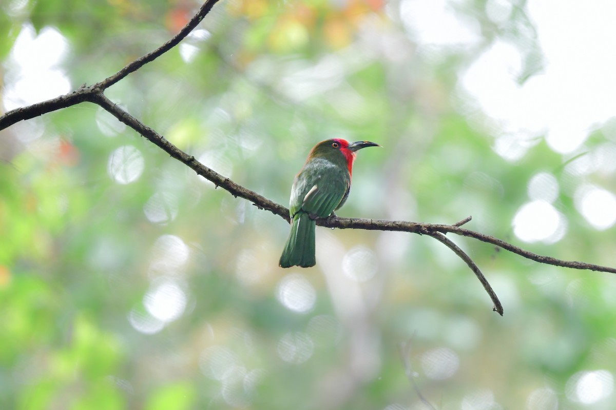 Red-bearded Bee-eater - ML644641280