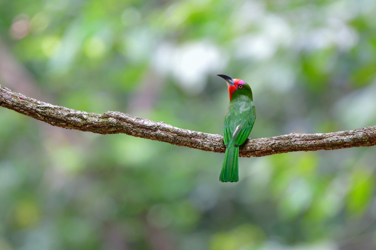 Red-bearded Bee-eater - ML644641281