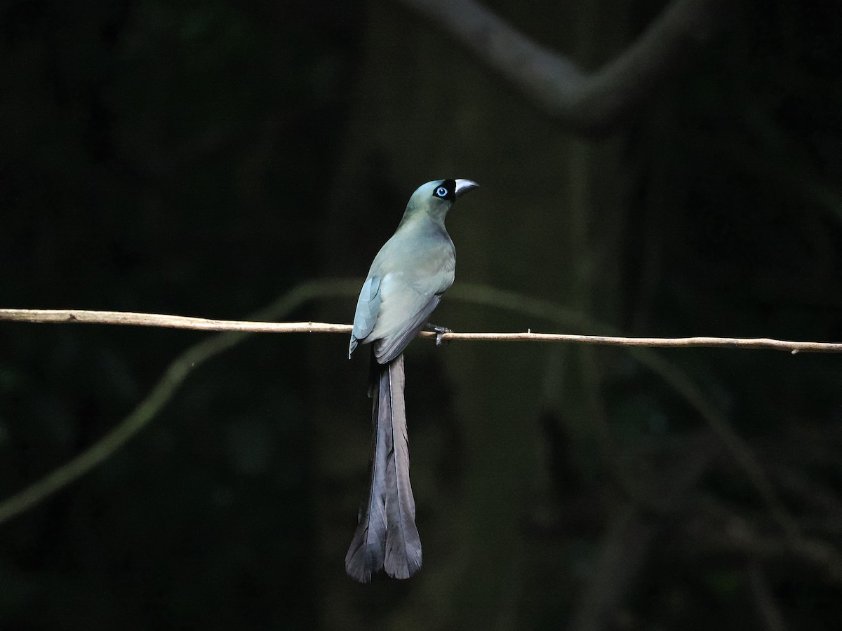 クロラケットオナガ - ML644641284