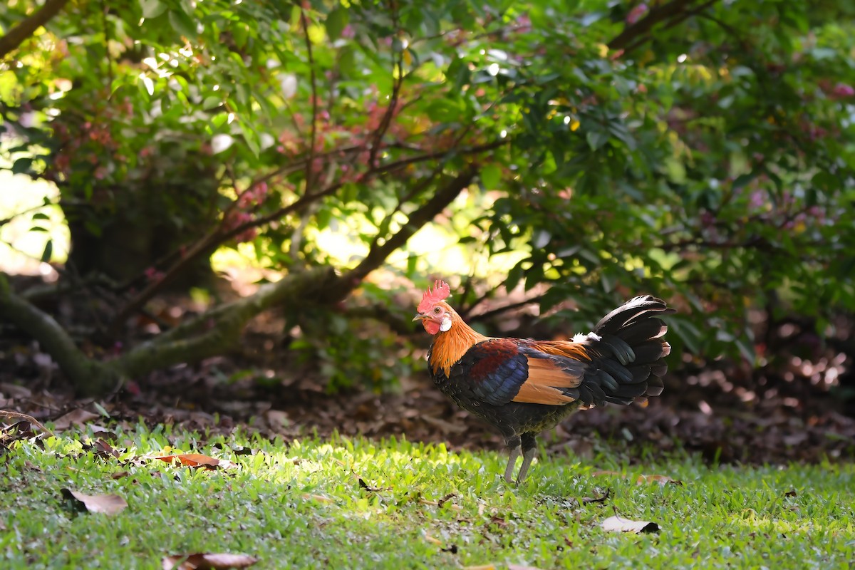 kur bankivský - ML644641312