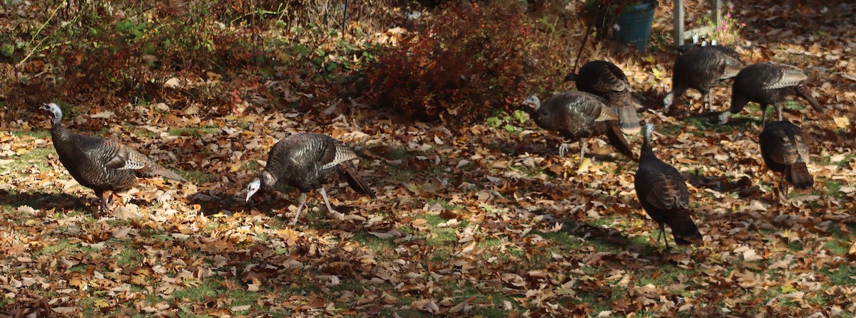 Wild Turkey - ML644641323