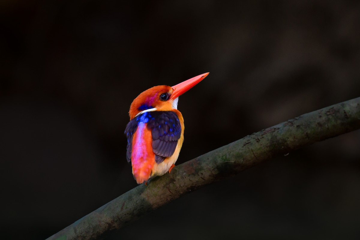Black-backed Dwarf-Kingfisher - ML644641329