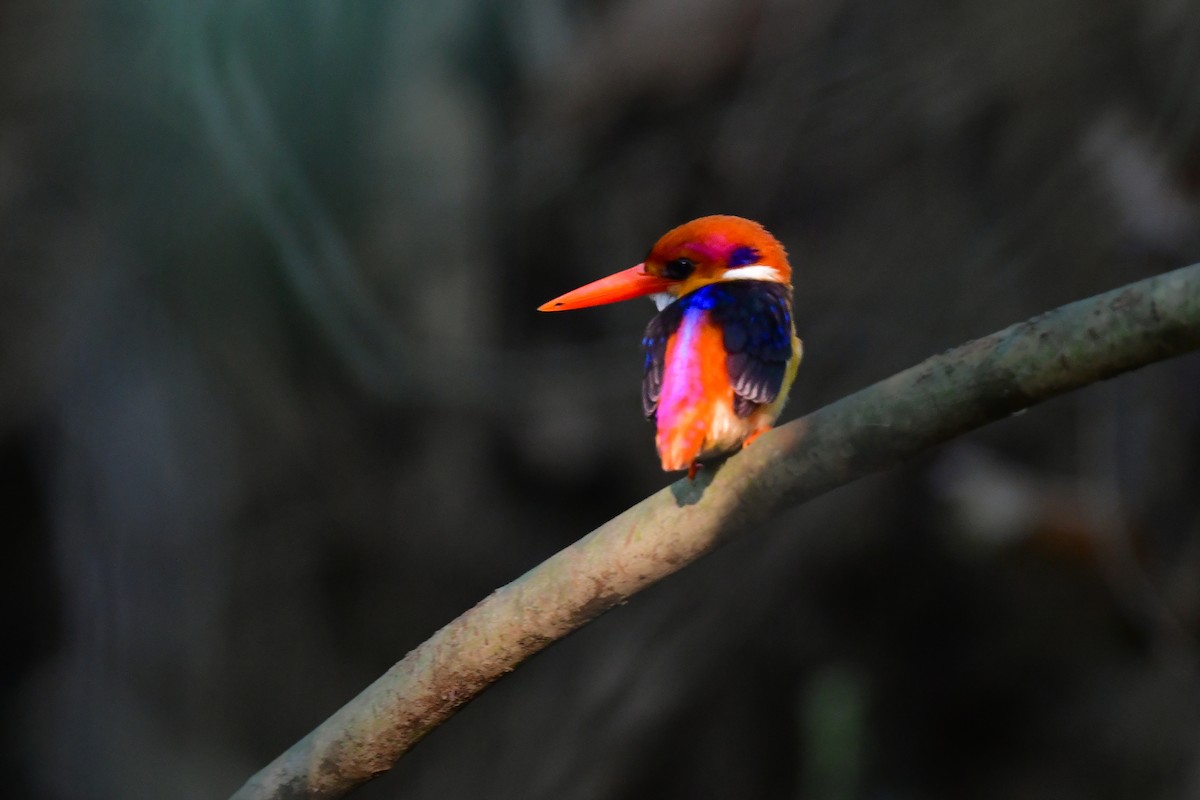 Black-backed Dwarf-Kingfisher - ML644641330