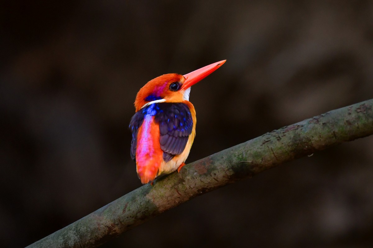 Black-backed Dwarf-Kingfisher - ML644641331