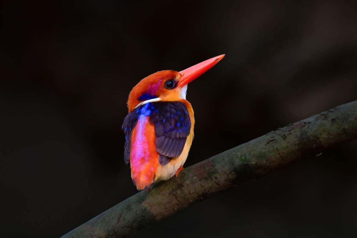 Black-backed Dwarf-Kingfisher - ML644641332