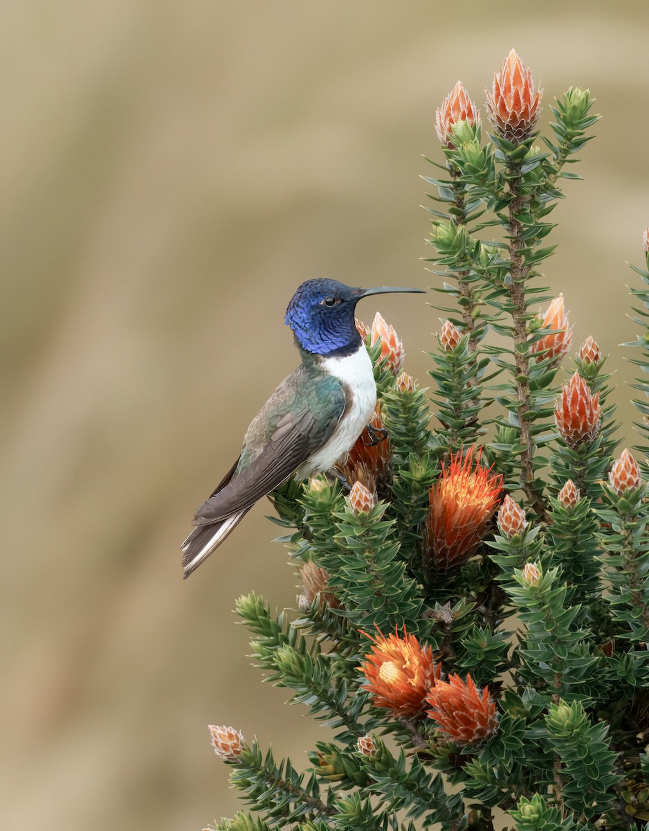 Ecuadorian Hillstar - ML644641335