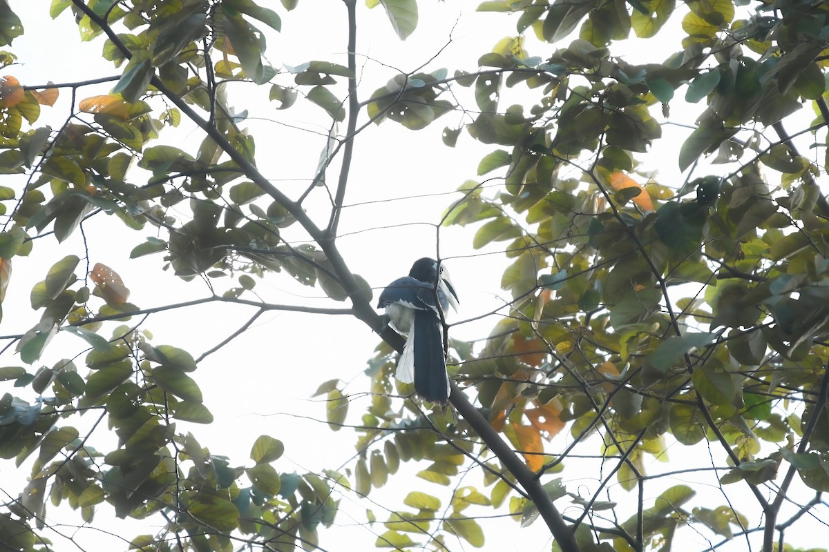 キタカササギサイチョウ - ML644641337