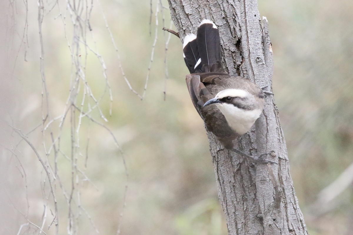 Grauscheitelsäbler - ML644641358