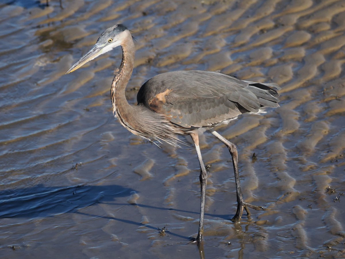 Great Blue Heron (Great Blue) - ML644641363