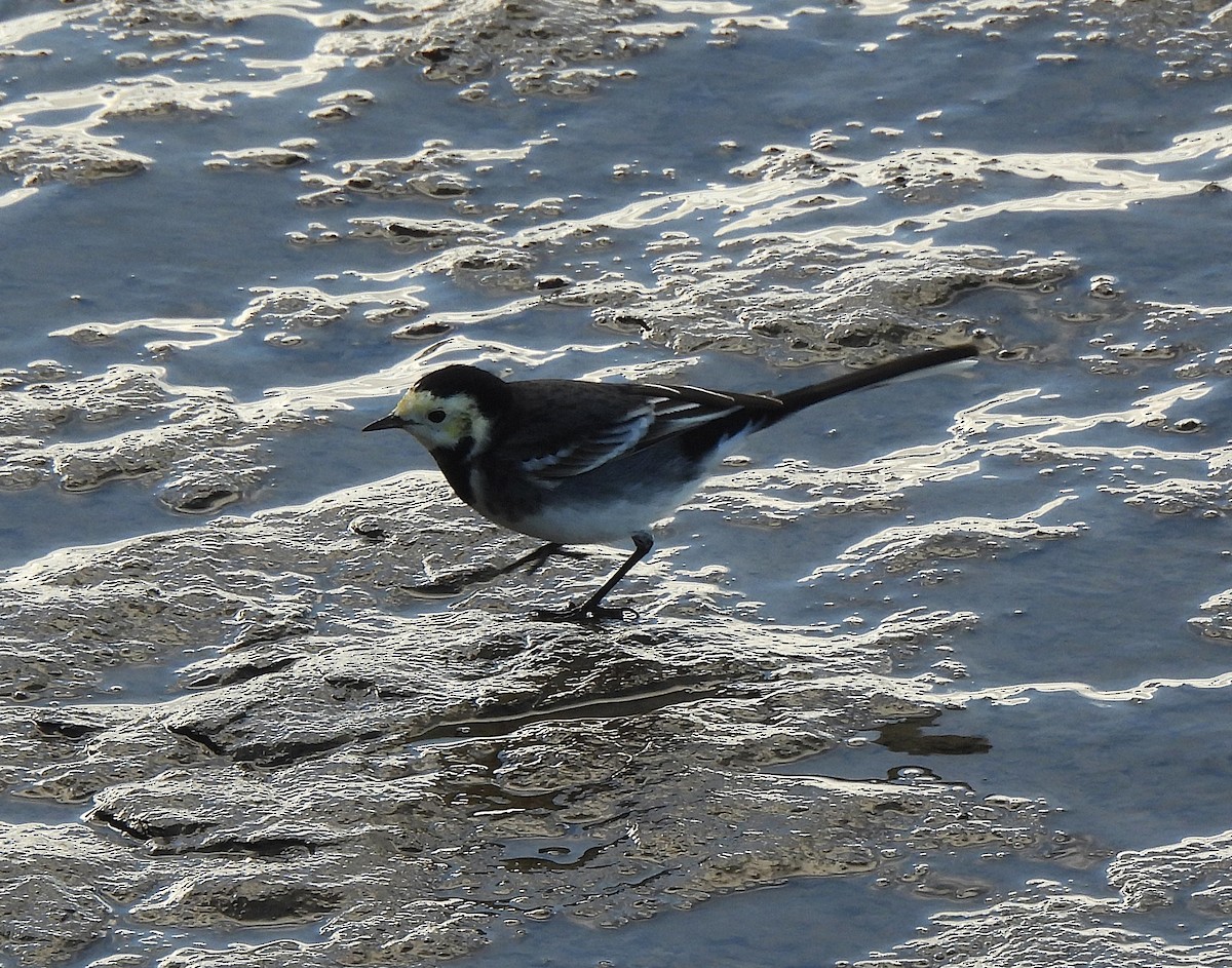 Bergeronnette grise - ML644641366