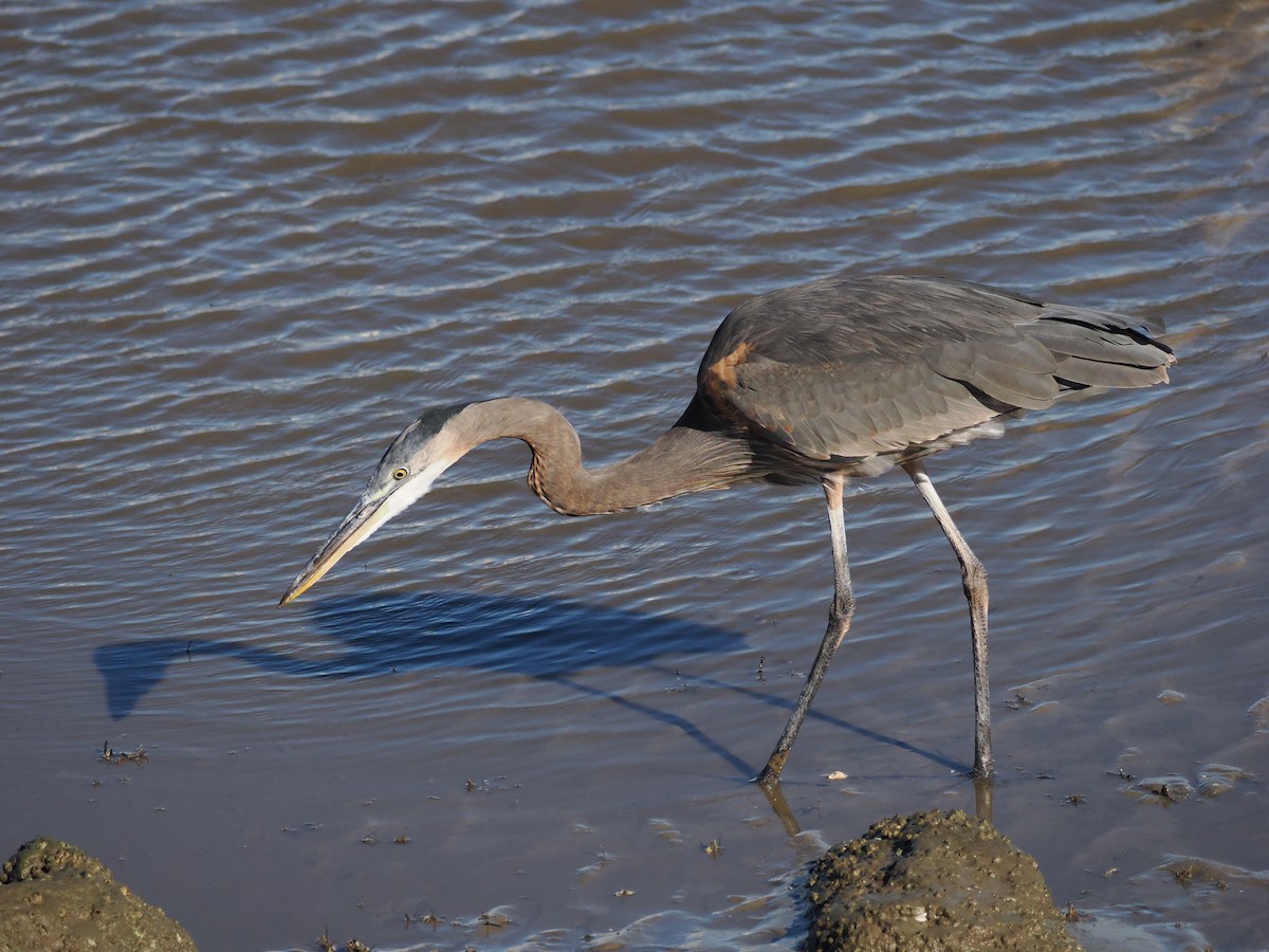 Great Blue Heron (Great Blue) - ML644641380