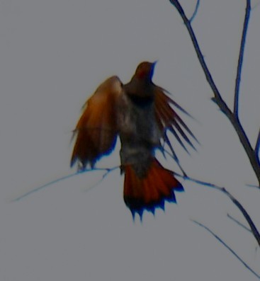 Northern Flicker - ML644641385