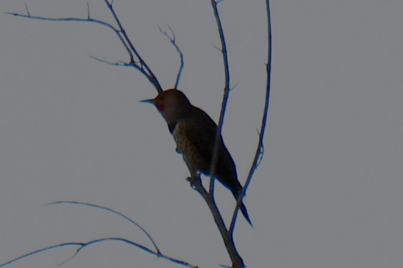 Northern Flicker - ML644641386