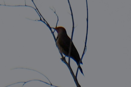 Northern Flicker - ML644641387