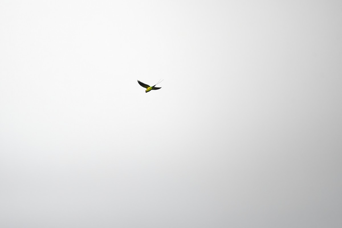 Нитехвостый кольчатый попугай - ML644641388