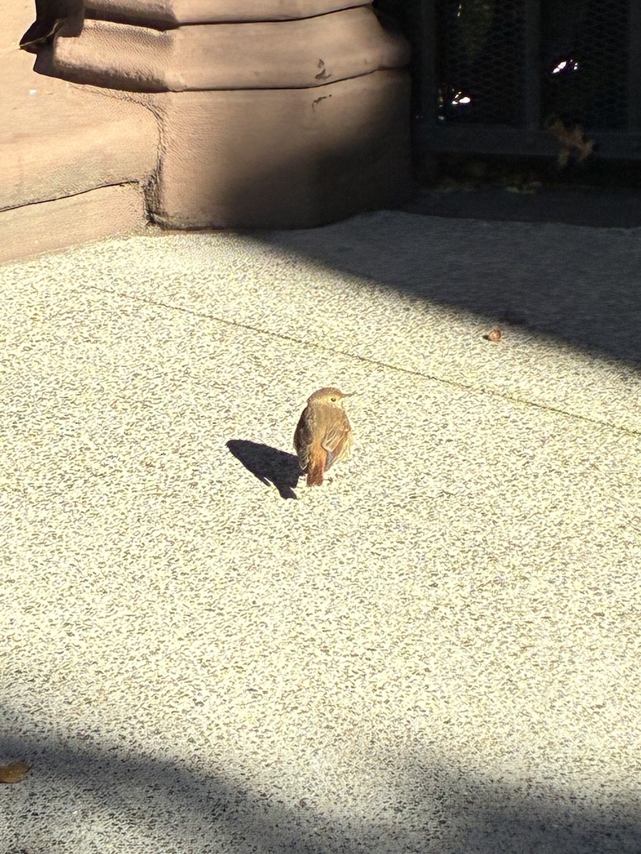 קיכלי חלוד-זנב - ML644641389