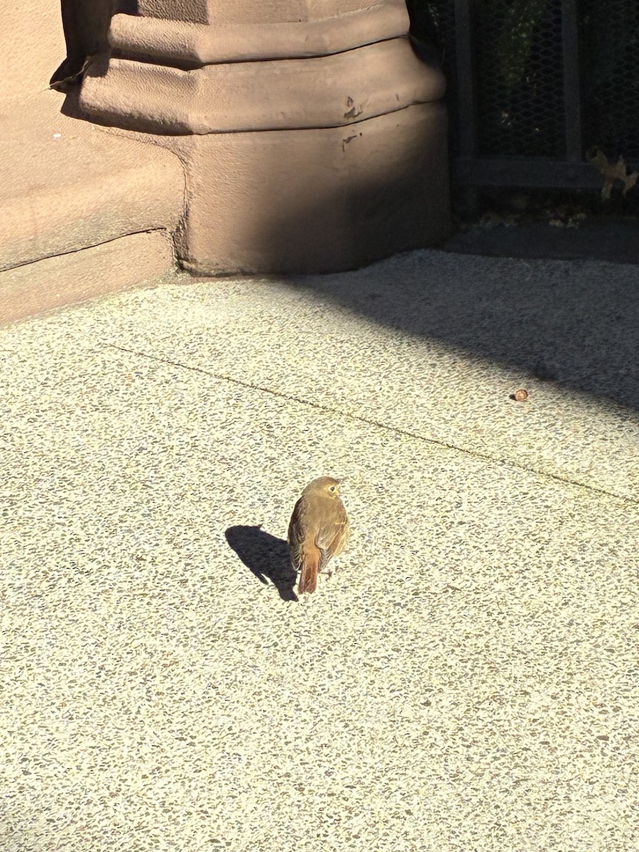 קיכלי חלוד-זנב - ML644641390