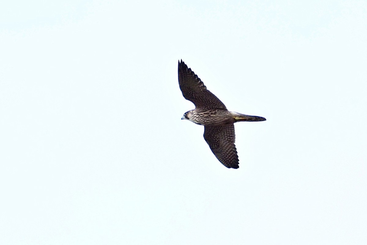 Falco pellegrino - ML644641392