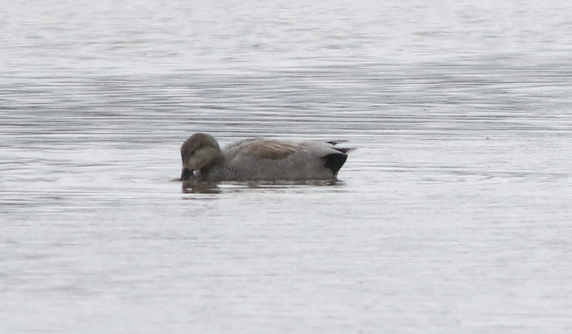 Gadwall - ML644641393