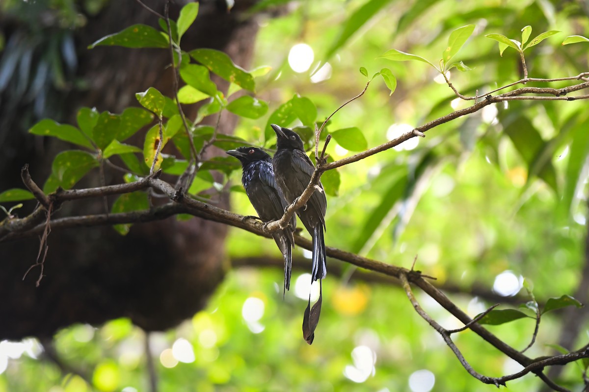 Райский дронго - ML644641396