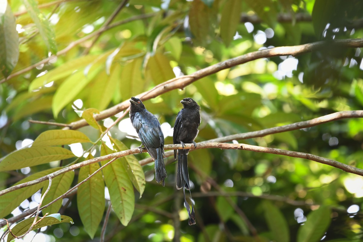 Райский дронго - ML644641397