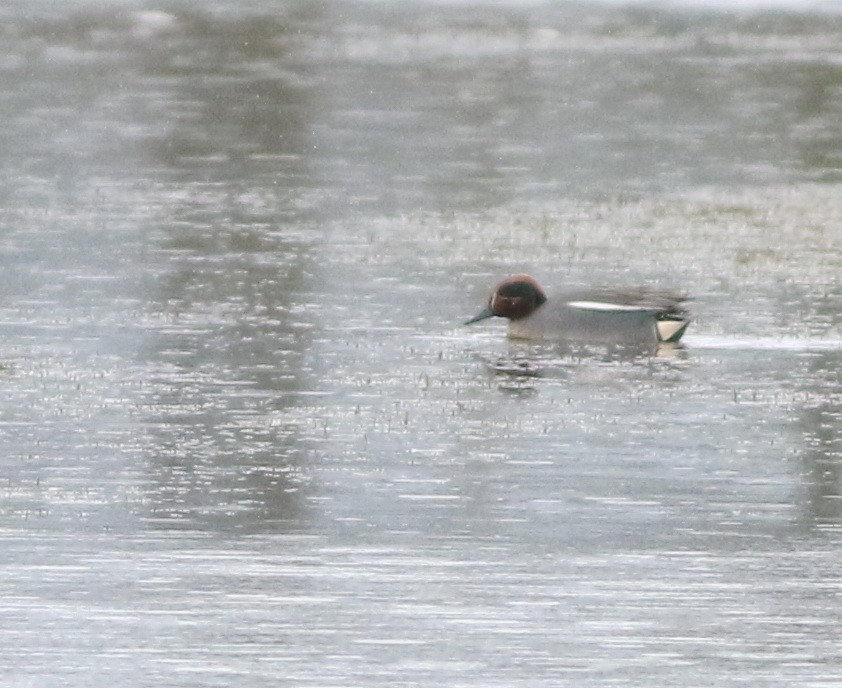 Green-winged Teal - ML644641398