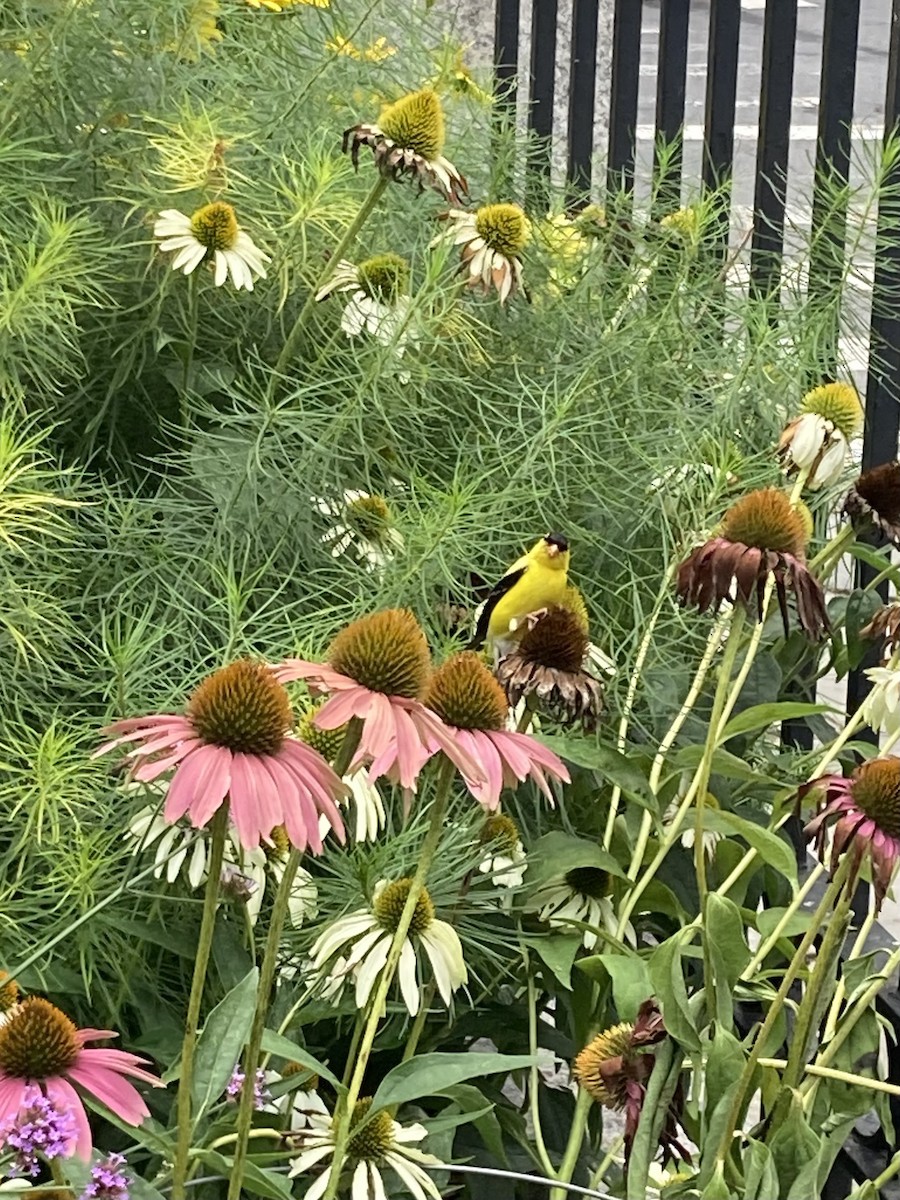 čížek žlutý - ML644641409