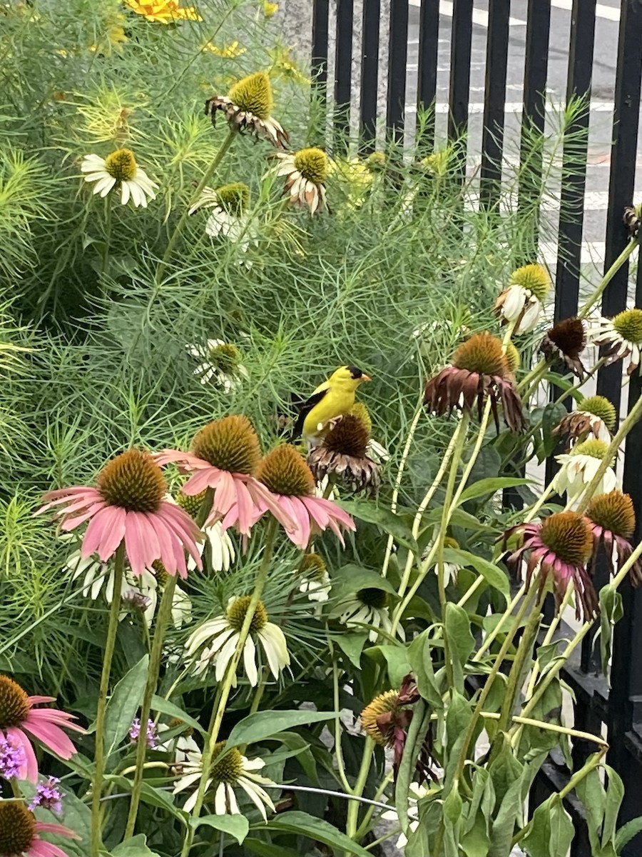 čížek žlutý - ML644641410